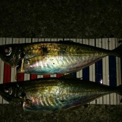 メバル混じりの遠投アジング